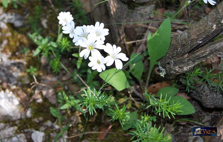 cerastium arvense.JPG